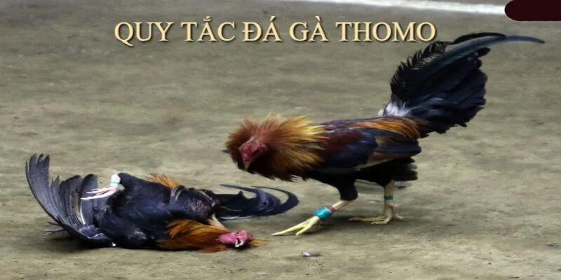 Trận đấu chọi gà Thomo chỉ kết thúc khi 1 bên mất khả năng thi đấu